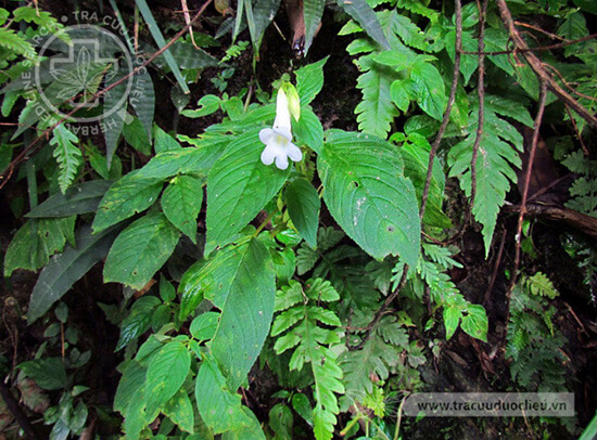 Chirita anachoreta Hance 1 Chirita anachoreta Hance 1