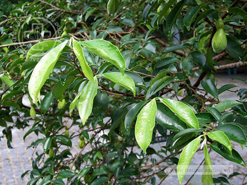 Aquilaria sinensis (Lour.) Spreng. 1