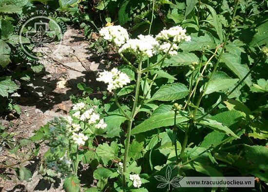 Patrinia hispida Bunge 1 Patrinia hispida Bunge 1