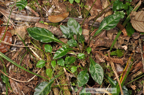 Ainsliaea latifolia (D.Don) Sch.-Bip. 1