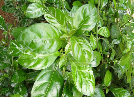 Acanthus integrifolius T. Anders. 1 Acanthus integrifolius T. Anders. 1