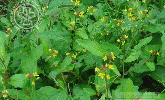 Rorippa dubia (Pers.) H. Hara 1