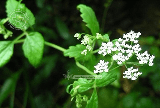 Pimpinella diversifolia DC. 1