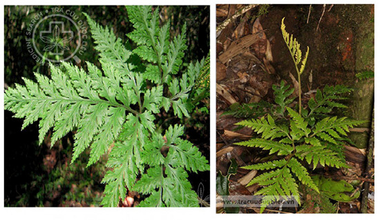 Botrychium daucifolium Wall. ex Hook. et Gew. 1 Botrychium daucifolium Wall. ex Hook. et Gew. 1