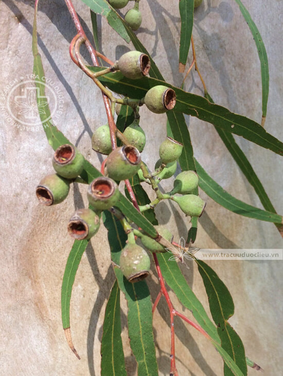 Eucalyptus citriodora Hook.f. 1