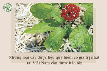 Những loại cây dược liệu quý hiếm có giá trị nhất tại Việt Nam cần được bảo tồn