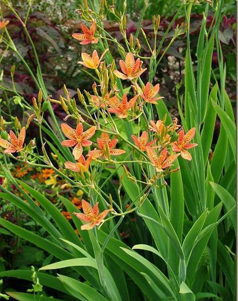 3. Cây Rẻ quạt (Belamcanda chinensis) 1