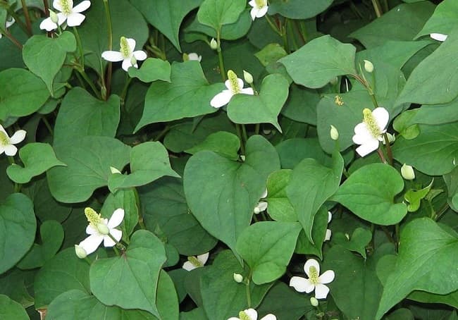 4. Cây Diếp cá (Houttuynia cordata) 1
