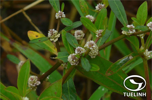 Những vị thuốc Nam là 