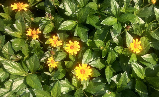 Chữa bệnh Sốt xuất huyết bằng thuốc Nam 4