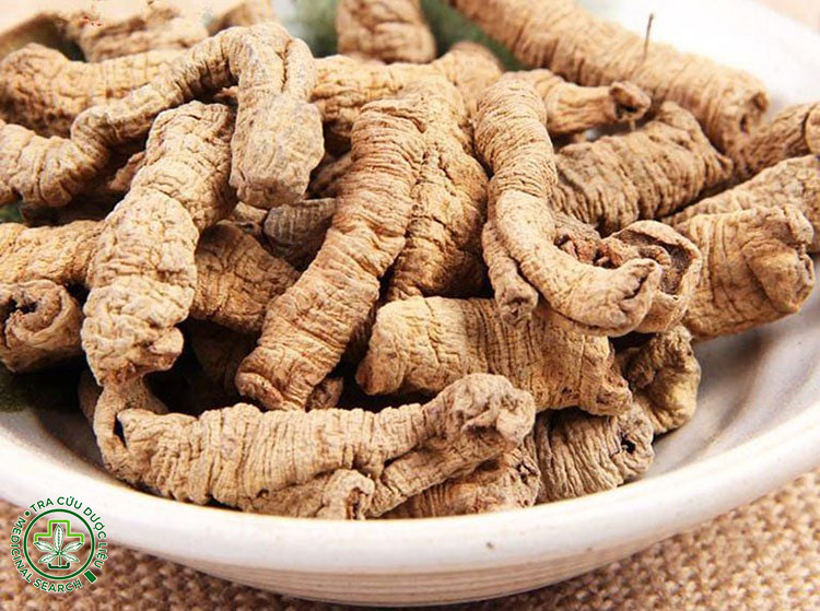 Lưu ý khi nhận biết và sử dụng ba kích tím 1