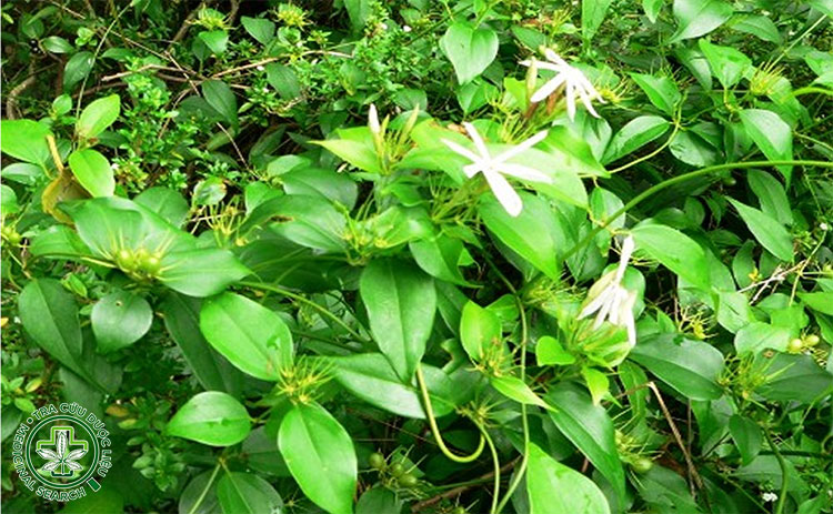 Cây Chè Vằng – dược liệu tốt cho sức khỏe 1 Cây Chè Vằng – dược liệu tốt cho sức khỏe 1