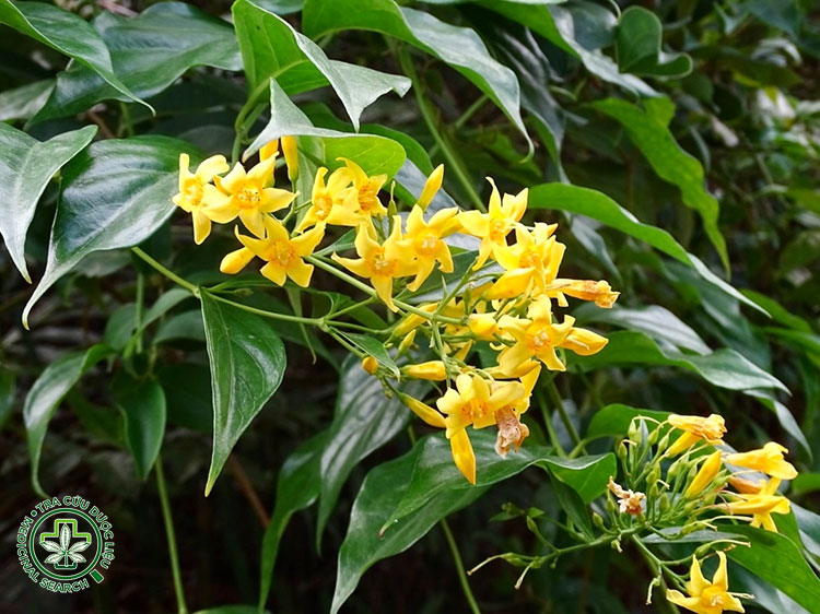 Cây Lá Ngón – “sát thủ rừng xanh” 1 Cây Lá Ngón – “sát thủ rừng xanh” 1