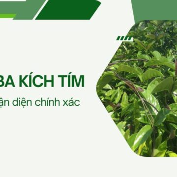 Hình ảnh chi tiết cây ba kích tím dễ nhận biết nhất
