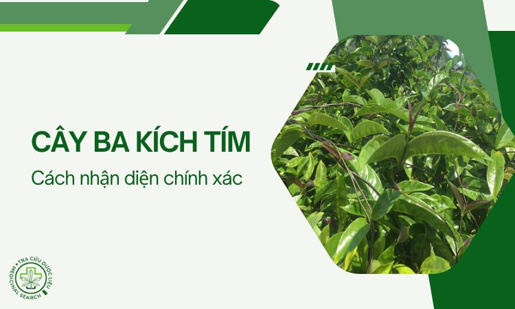Hình ảnh chi tiết cây ba kích tím dễ nhận biết nhất 1