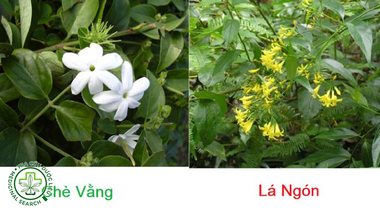 Vì sao dễ nhầm Lá Ngón với Chè Vằng? 1 Vì sao dễ nhầm Lá Ngón với Chè Vằng? 1