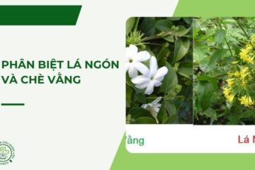Cách phân biệt Lá Ngón và Chè Vằng ngoài tự nhiên