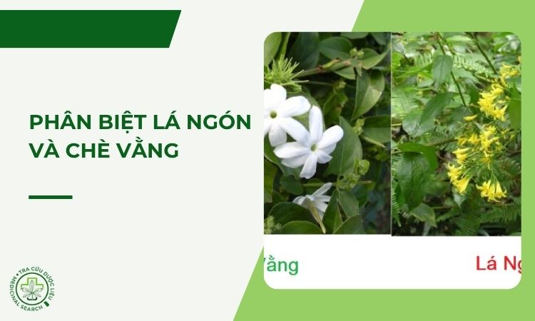 Cách phân biệt Lá Ngón và Chè Vằng ngoài tự nhiên 1 Cách phân biệt Lá Ngón và Chè Vằng ngoài tự nhiên 1