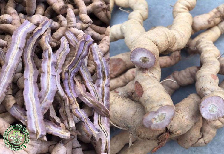 4. Hình ảnh rễ ba kích tím – phần được dùng làm thuốc 1