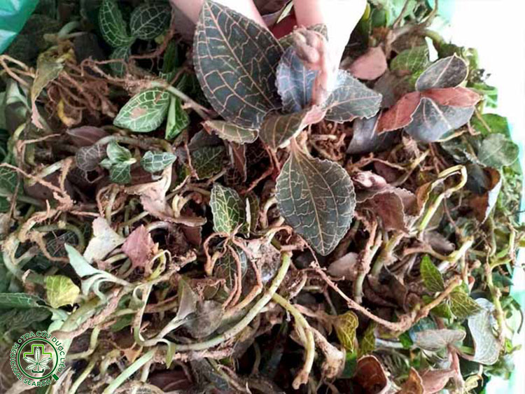 Cách dùng lan kim tuyến 1