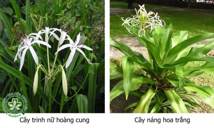 Mẹo nhận biết nhanh ngoài thực tế 1