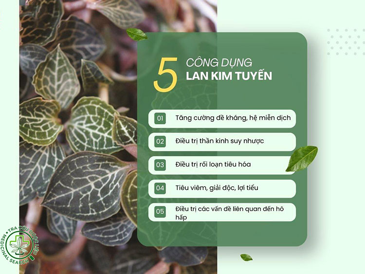 Công dụng của lan kim tuyến 1