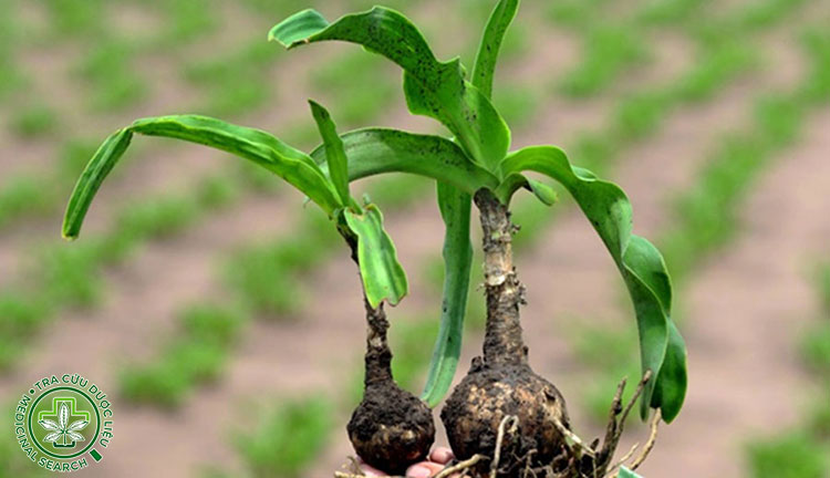 Hình ảnh chi tiết về cây Trinh nữ hoàng cung 4