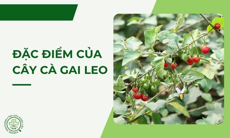 Đặc điểm của cây cà gai leo chữa bệnh gan mật 1 Đặc điểm của cây cà gai leo chữa bệnh gan mật 1