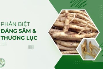 Sự nhầm lẫn chết người giữa Đảng sâm và cây Thương lục