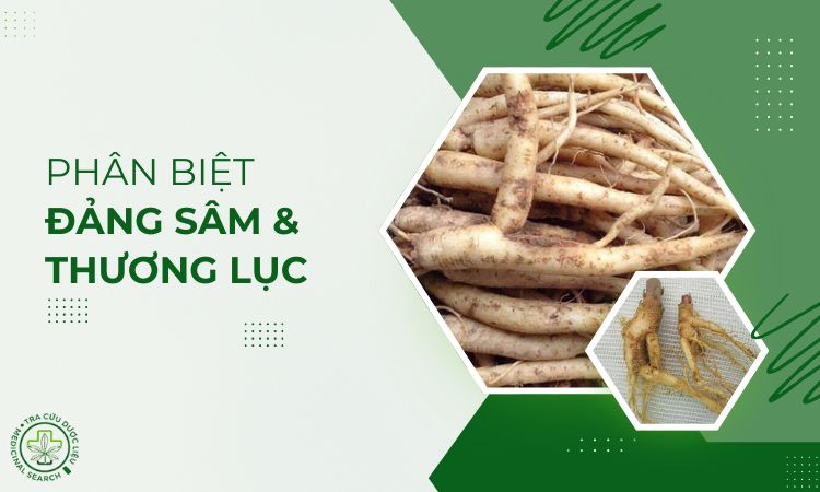 Sự nhầm lẫn chết người giữa Đảng sâm và cây Thương lục 1