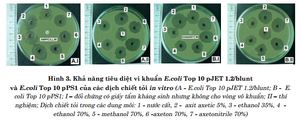 Kiểm tra tác dụng tiêu diệt vi khuẩn E.coli của các dịch chiết tỏi 3