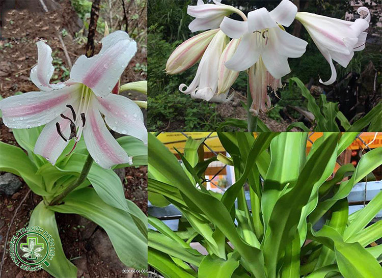 Hình ảnh chi tiết về cây Trinh nữ hoàng cung 3