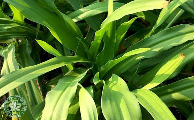 Hình ảnh chi tiết về cây Trinh nữ hoàng cung 2