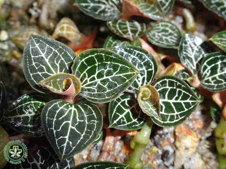 Thanh nhiệt, giải độc, hỗ trợ gan – thận 1