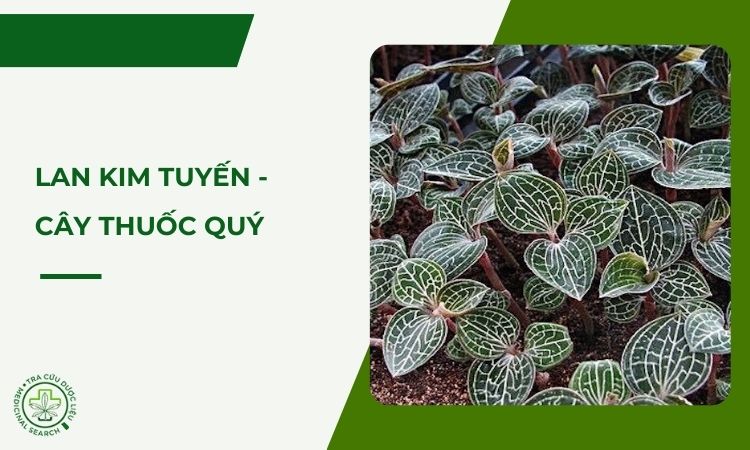Lan kim tuyến - cây thuốc quý 1