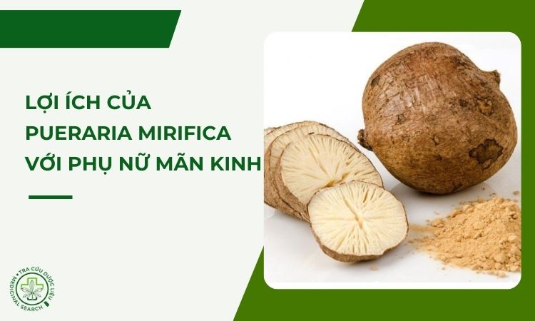 Lợi ích của Pueraria mirifica (Sâm tố nữ) - Thảo dược giúp giảm các triệu chứng mãn kinh 1