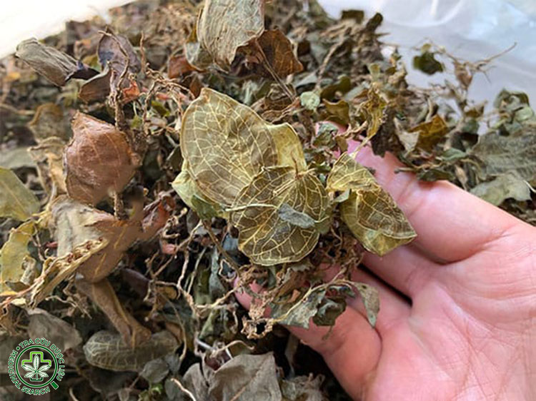 Lưu ý khi dùng lan kim tuyến hiệu quả 1