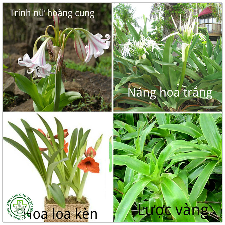 Hình ảnh chi tiết về cây Trinh nữ hoàng cung 5