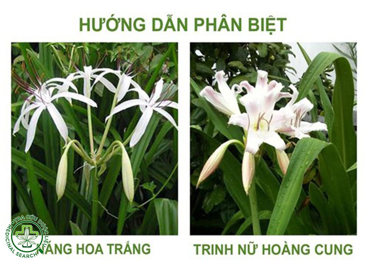 Hình ảnh chi tiết về cây Trinh nữ hoàng cung 6