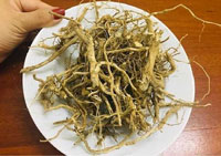 Đặc điểm nhận dạng của cây Cà gai leo 5 Đặc điểm nhận dạng của cây Cà gai leo 5