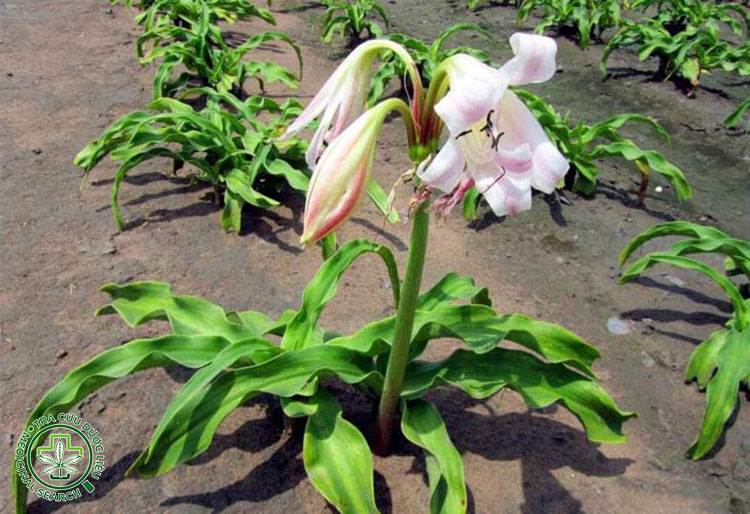 Trinh nữ hoàng cung 1