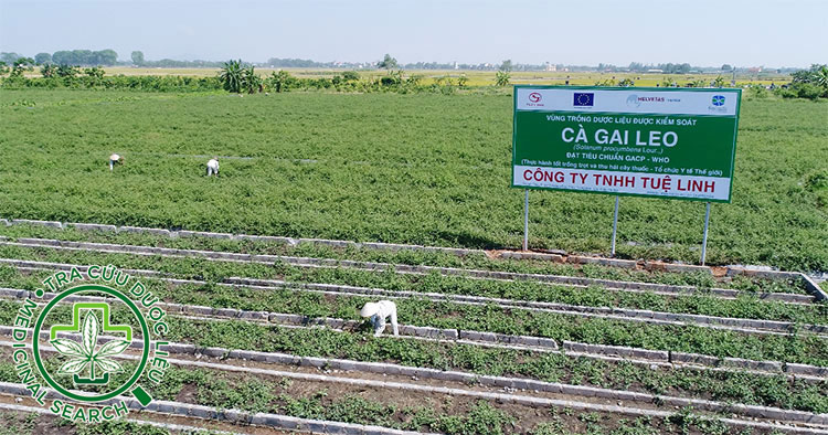 Một vài hình ảnh tổng thể cây cà gai leo 2 Một vài hình ảnh tổng thể cây cà gai leo 2