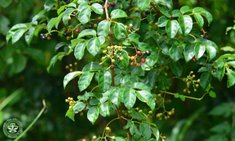 Giống cây trồng 1