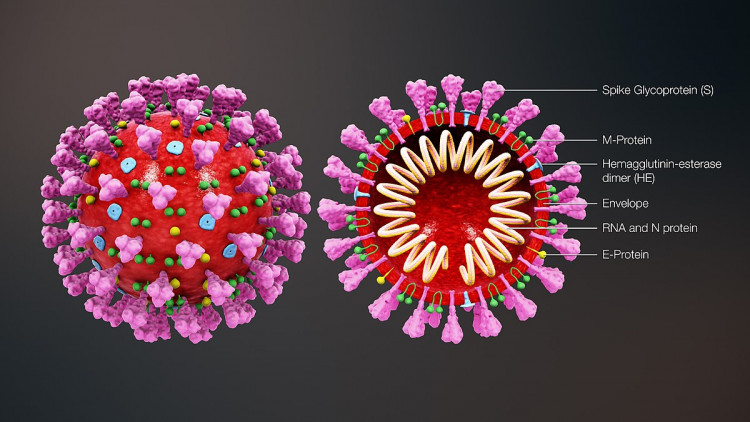 Bệnh viêm đường hô hấp do virus SARS-CoV-2 1