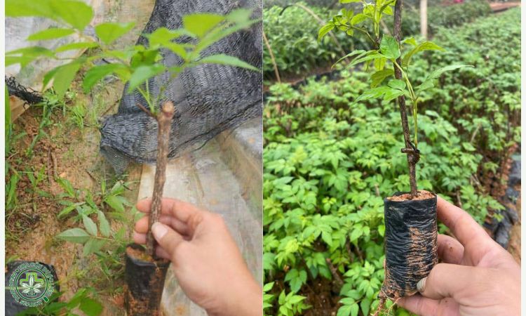 Kỹ thuật chọn giống, nhân giống 1