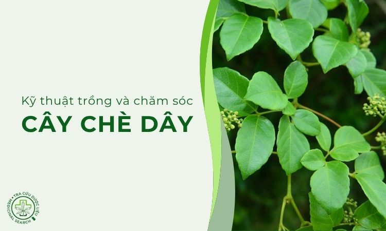Quy trình kỹ thuật trồng, chăm sóc cây chè dây 1