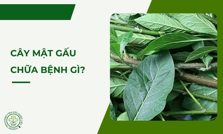 Cây mật gấu trị bệnh gì? Những thông tin bạn cần biết 1
