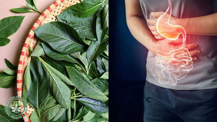 Các tác dụng khác 1