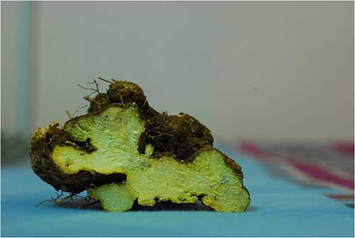 Cây thuốc quý - Nần nghệ (Dioscorea collettii) 1