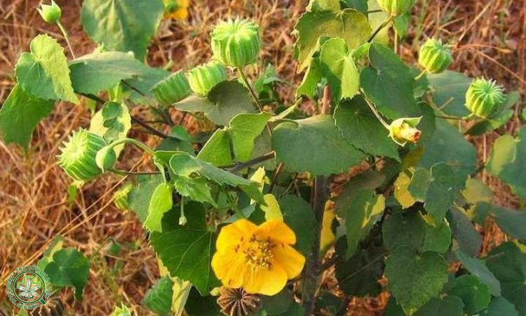 3. Kỹ thuật làm đất 1